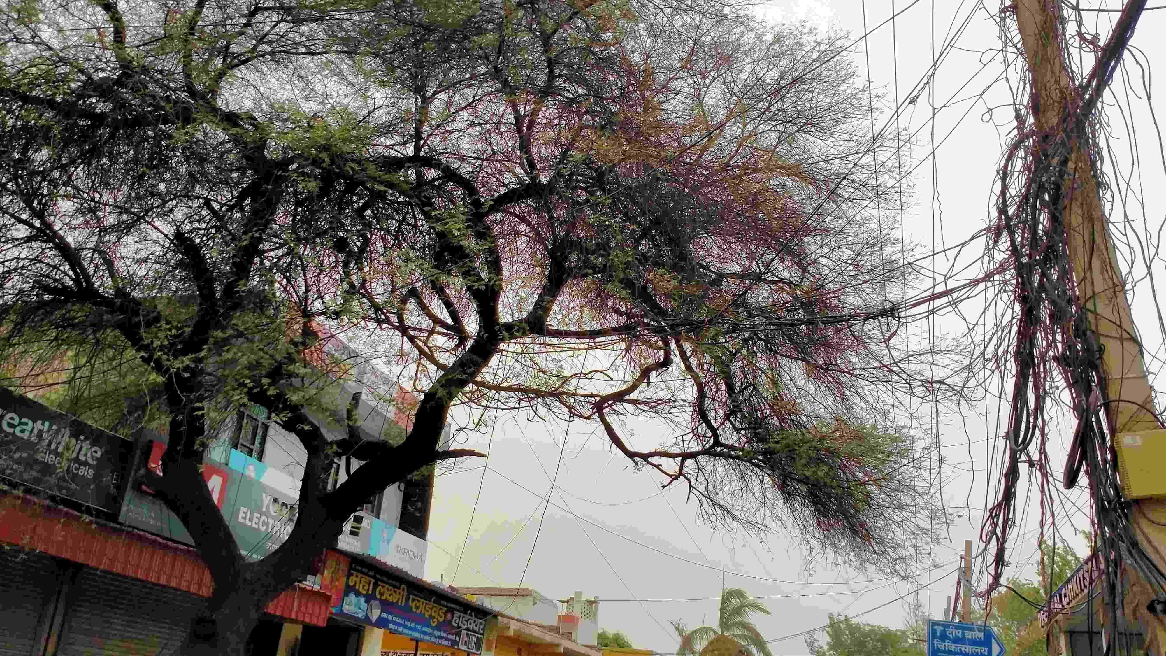 फोटो संख्या:67- गांव सीगड़ा में खेत में पड़ा बिजली का पोल--स्रोत--स्वयं