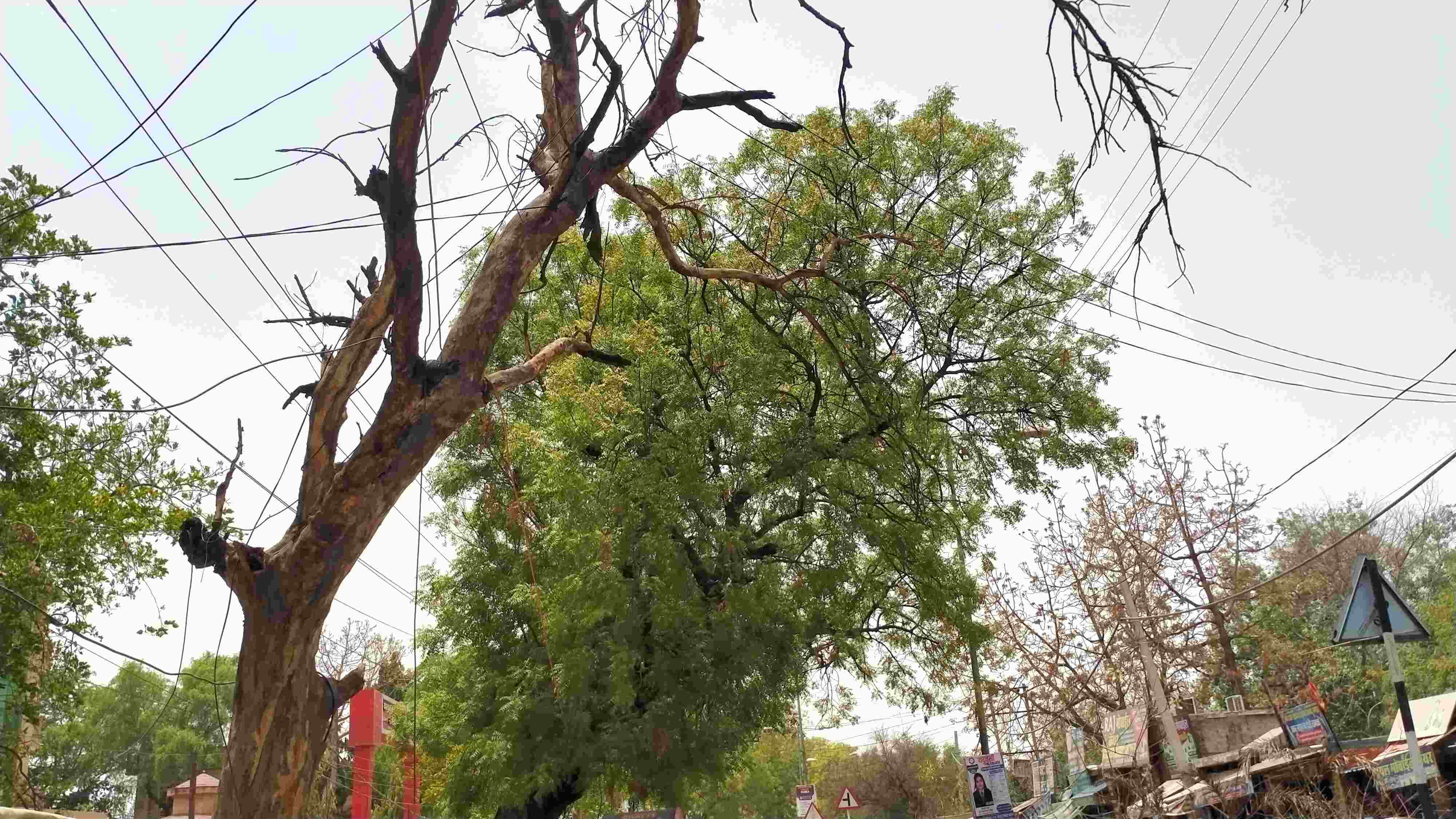 फोटो संख्या:67- गांव सीगड़ा में खेत में पड़ा बिजली का पोल--स्रोत--स्वयं