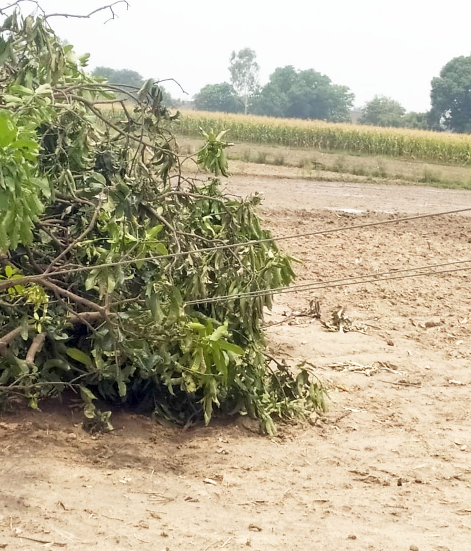 रहेड़िया क्षेत्र में खेत में गिरा पड़ा बिजली का खंभा। संवाद रहेड़िया क्षेत्र में खेत में गिरा पड़ा बिजली का खंभा। संवाद
