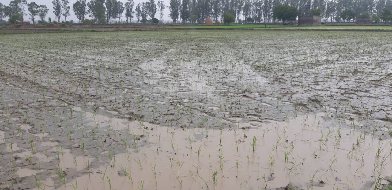 23जेएनडी19 : कुछ किसानों द्वारा की गई खेतों में धान की रोपाई। संवाद