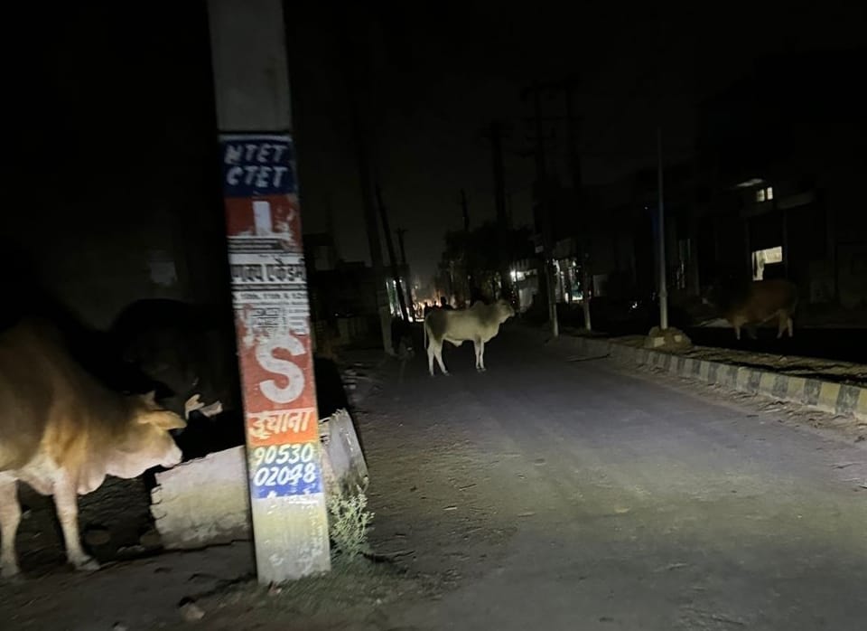 24जेएनडी34: रजबाहा रोड पर नजर आ रहे रात को बेसहारा पशु। संवाद