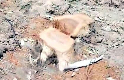 24जेएनडी42-पेड़ काटने के बाद बची जड़ें। संवाद 24जेएनडी42-पेड़ काटने के बाद बची जड़ें। संवाद
