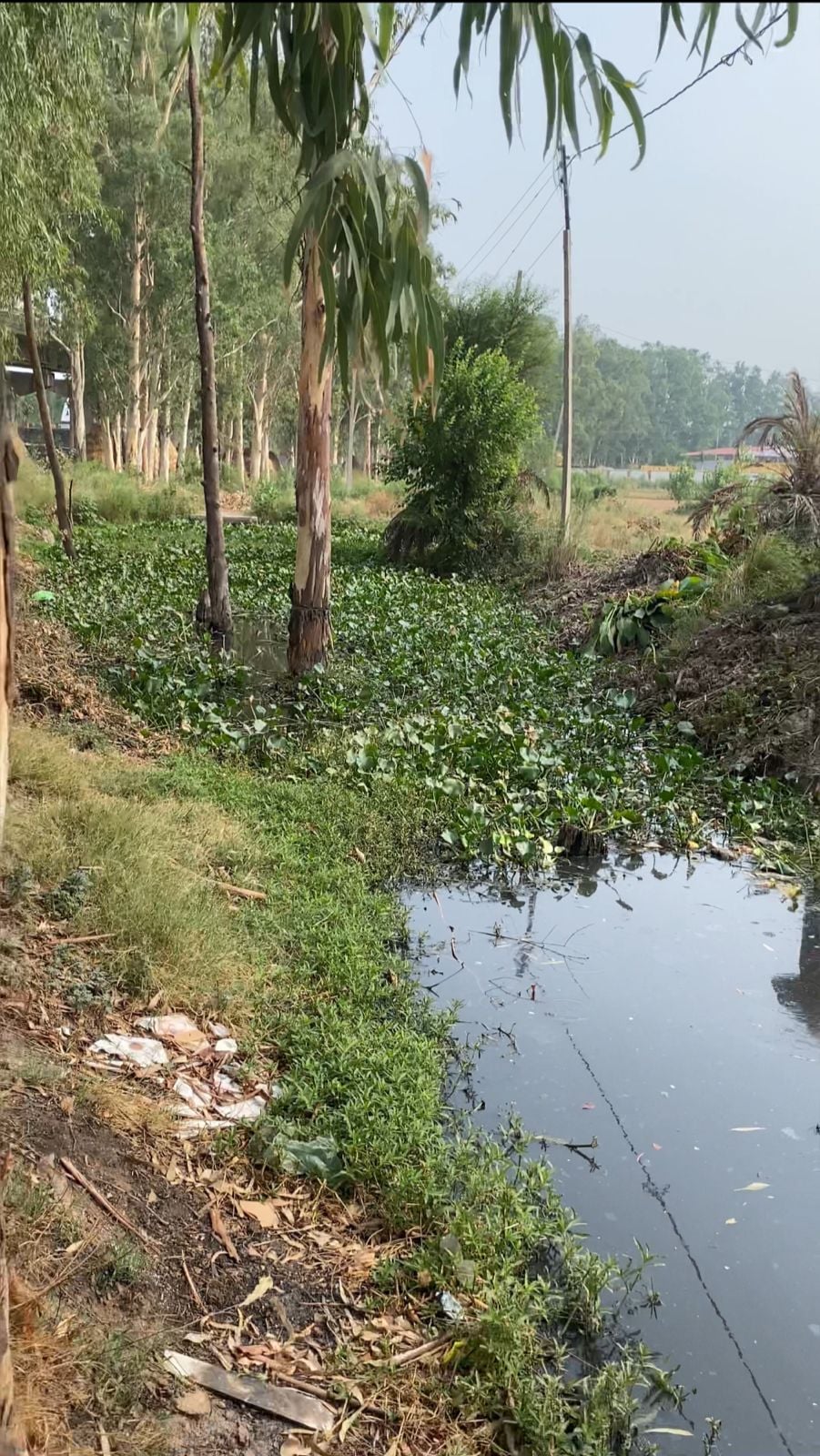 डॉ कुलदीप शर्मा। डॉ कुलदीप शर्मा।