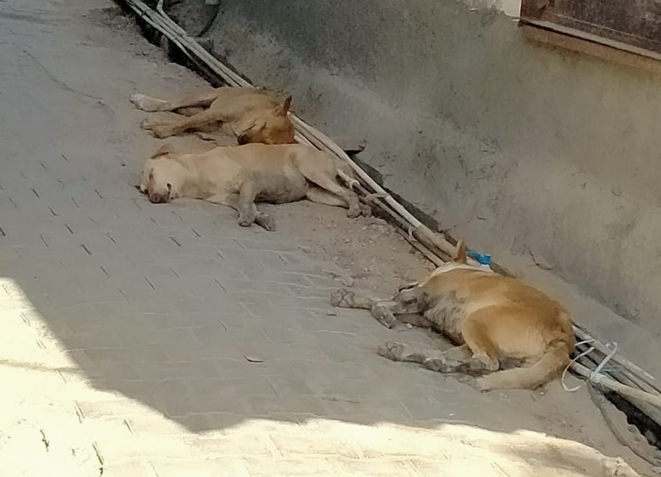 फोटो संख्या: 56 नागरिक अस्पताल महेंद्रगढ़ में रेबीज का इंजेक्शन लगाते हुए-----संवाद फोटो संख्या: 56 नागरिक अस्पताल महेंद्रगढ़ में रेबीज का इंजेक्शन लगाते हुए-----संवाद