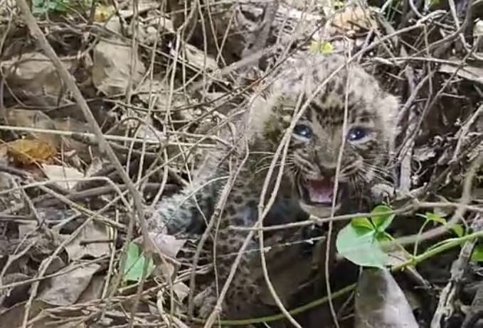 खेत मे मिला तेंदुए का नवजात शावक