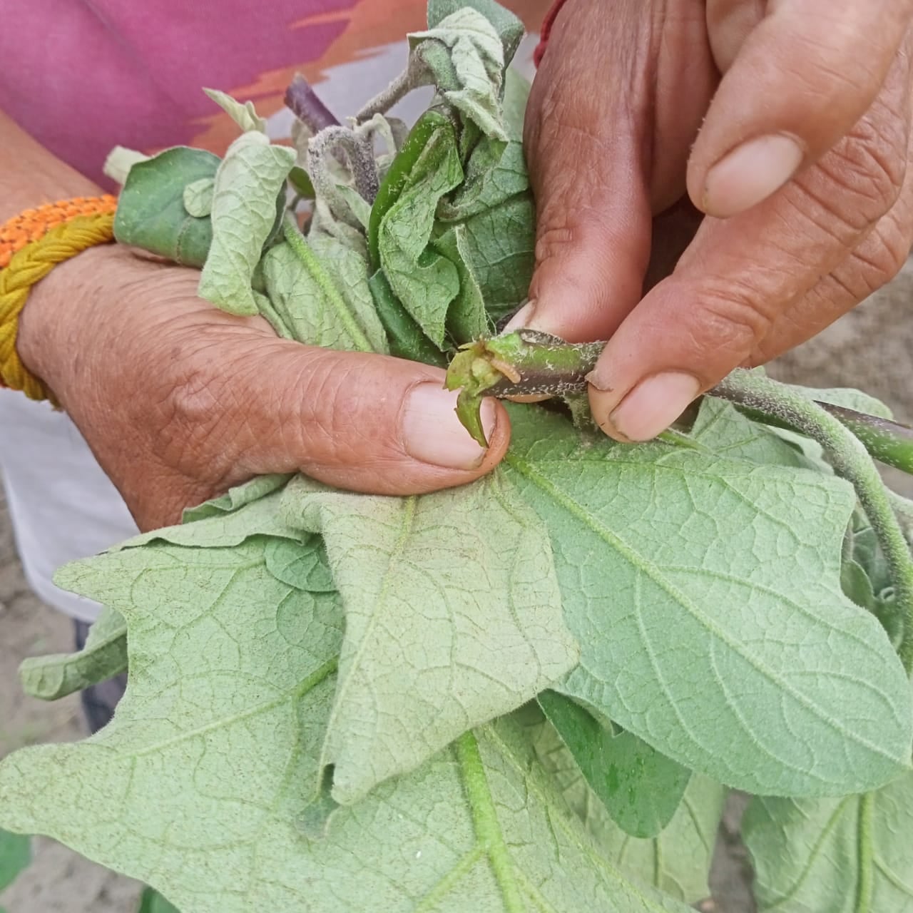 पंडोगा में बैगन के पौधों को लगा कीडा।संवाद पंडोगा में बैगन के पौधों को लगा कीडा।संवाद
