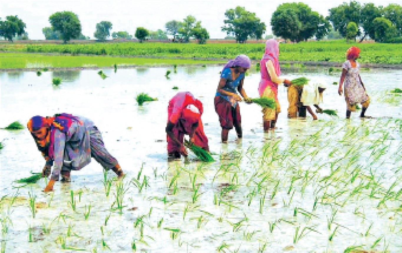 बीसलपुर के गांव कंपरी में दलदल बनी सड़क।स्रोत:ग्रामीण