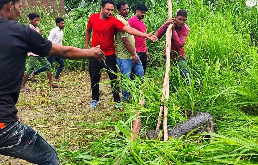 पलिया तहसील के गुलरा में हाथियों द्वारा तोड़ी गई तार फैंसिंग।