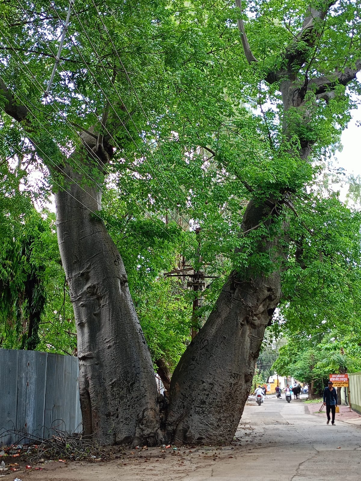 हाथी पैर के नाम से मशहूर उज्जैन का 500 वर्ष पुराना ईमली का पेड़