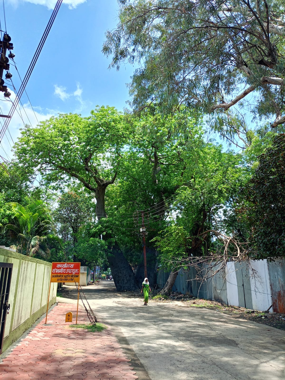 हाथी पैर के नाम से मशहूर उज्जैन का 500 वर्ष पुराना ईमली का पेड़