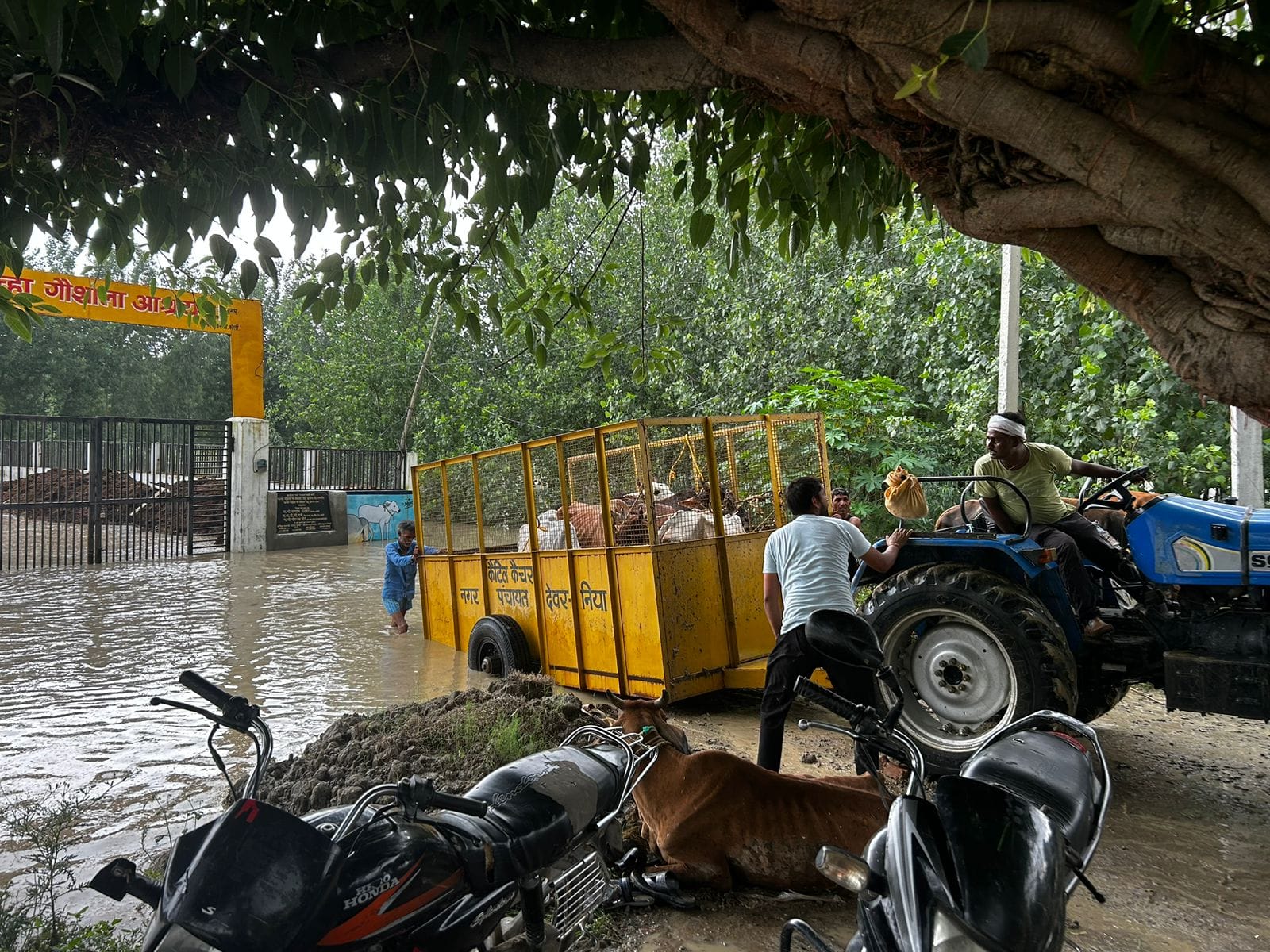 शाही में गोशाला तक पहुंचा बहगुल नदी का जलस्तर। संवाद शाही में गोशाला तक पहुंचा बहगुल नदी का जलस्तर। संवाद