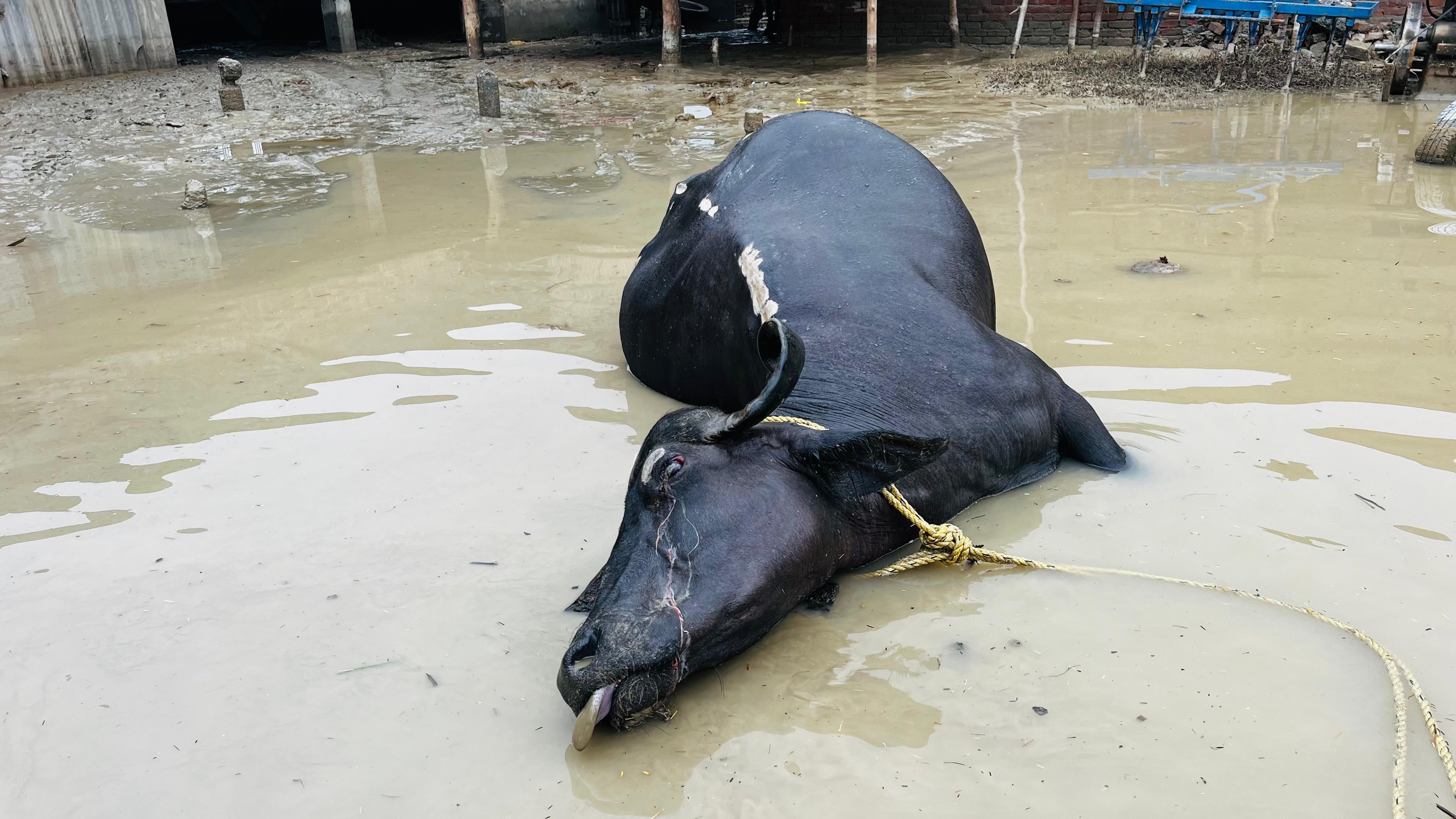 समदाहा गांव के लोगों को एनडीआरफ ने रेस्क्यू किया। संवाद समदाहा गांव के लोगों को एनडीआरफ ने रेस्क्यू किया। संवाद