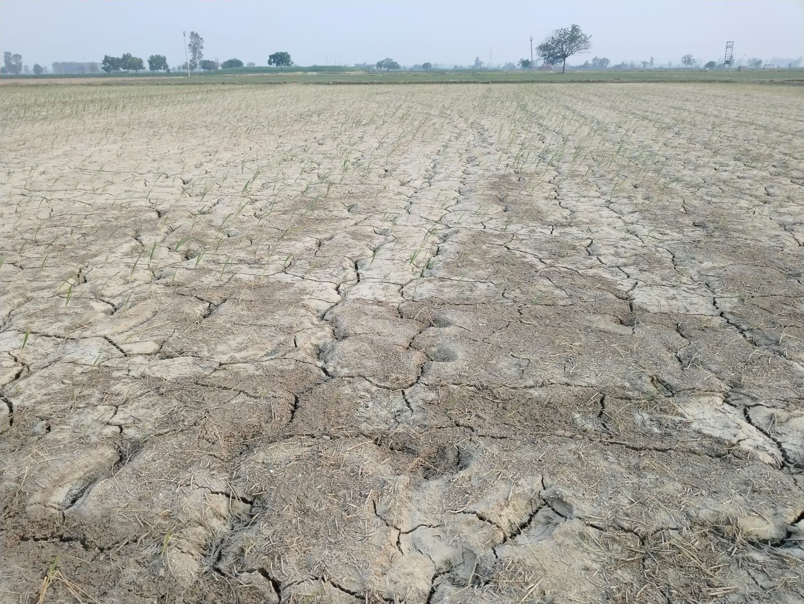 22जेएनडी35 : धनोरी गांव में बारिश नहीं होने के कारण सूखे धान के खेत। संवाद 22जेएनडी35 : धनोरी गांव में बारिश नहीं होने के कारण सूखे धान के खेत। संवाद
