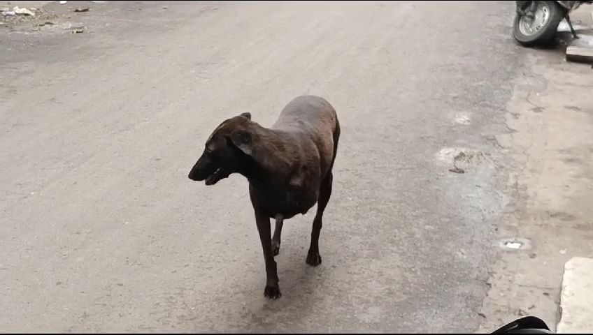 उज्जैन में आखिर यह क्रूरता क्यों....?  मानवीयता की हद पार..... कुत्ते को बेहोश कर काट दी टांग..