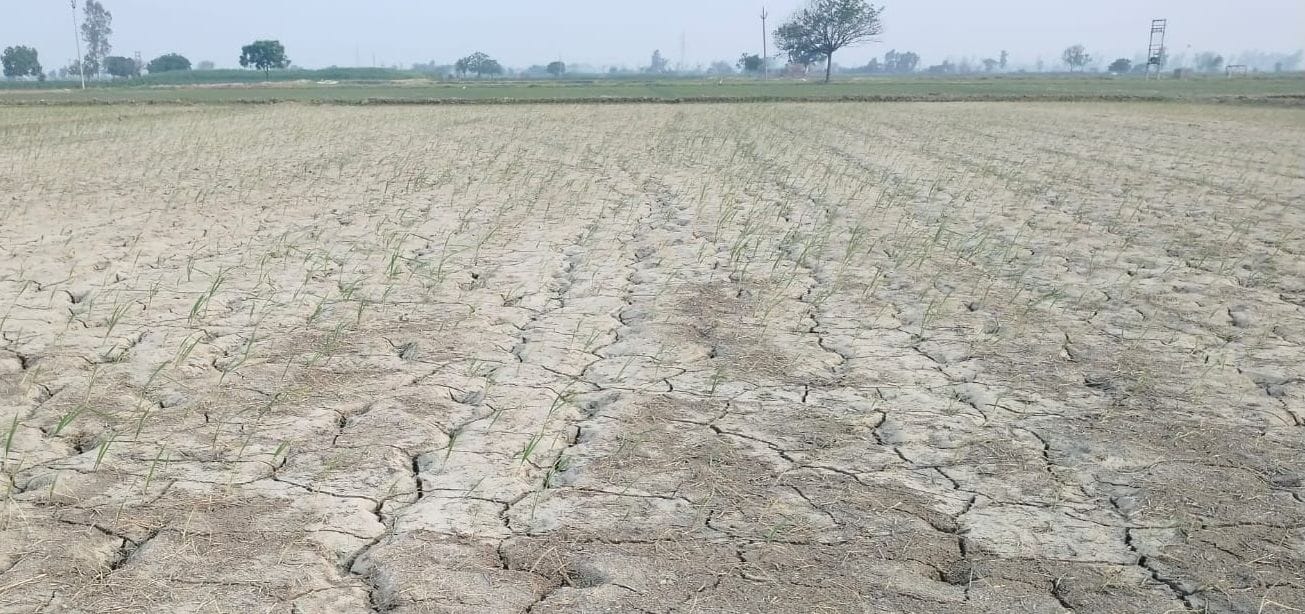 27जेएनडी30 : गांव भंभेवा में सूखे पडे़ धान के खेत। संवाद