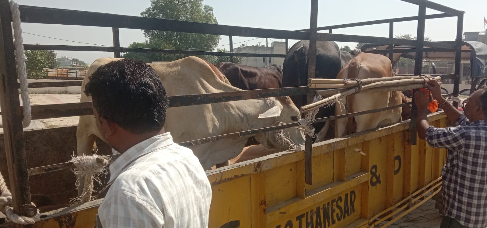कुरुक्षेत्र। बेसहारा गोवंश को पकड़ते नप कर्मचारी।
