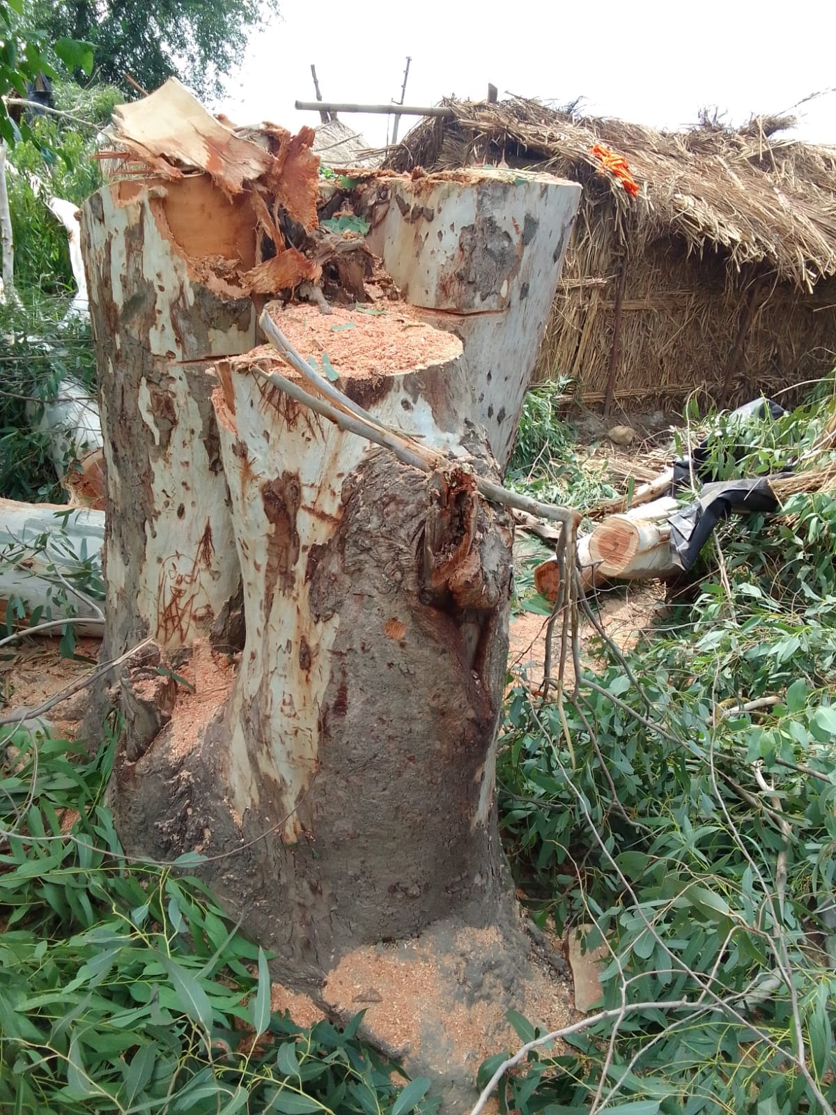 लोअर पंडोगा में कटान किए गए सफेदे के पेड़, जिससे काफी देर तक विद्यत सप्लाई बंद रही। संवाद लोअर पंडोगा में कटान किए गए सफेदे के पेड़, जिससे काफी देर तक विद्यत सप्लाई बंद रही। संवाद