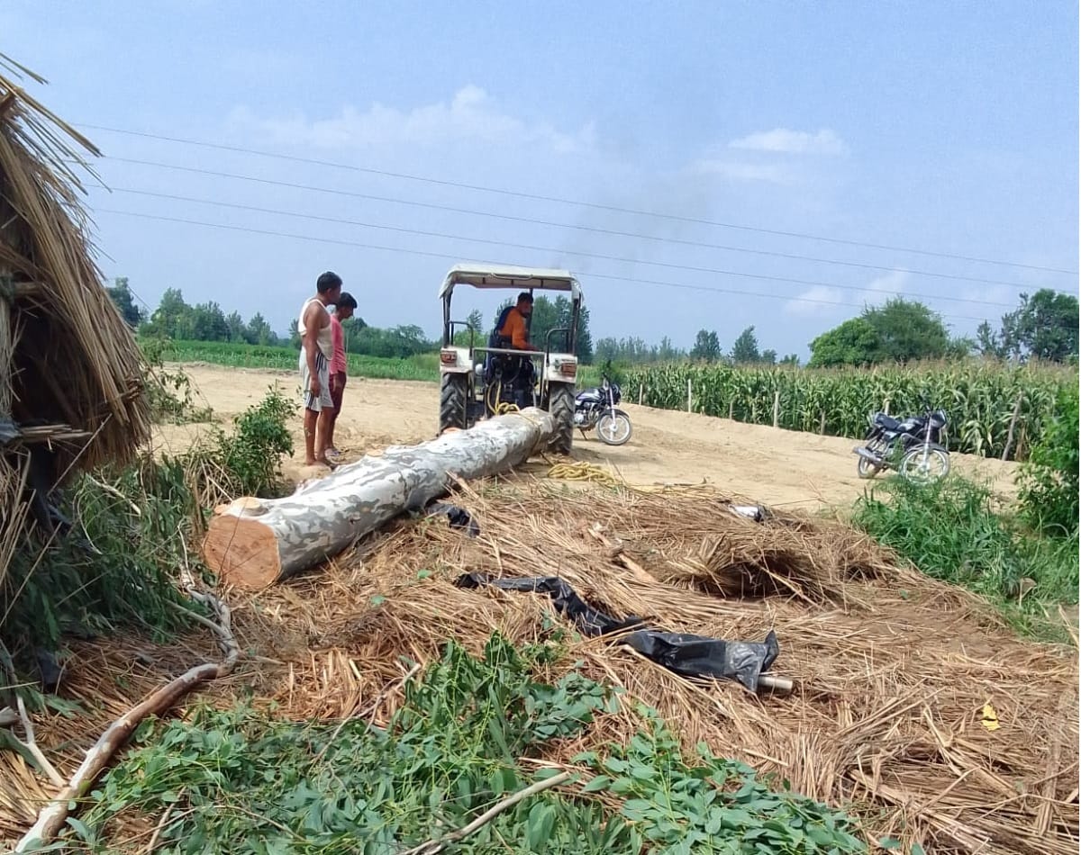 लोअर पंडोगा में कटान किए गए सफेदे के पेड़, जिससे काफी देर तक विद्यत सप्लाई बंद रही। संवाद लोअर पंडोगा में कटान किए गए सफेदे के पेड़, जिससे काफी देर तक विद्यत सप्लाई बंद रही। संवाद