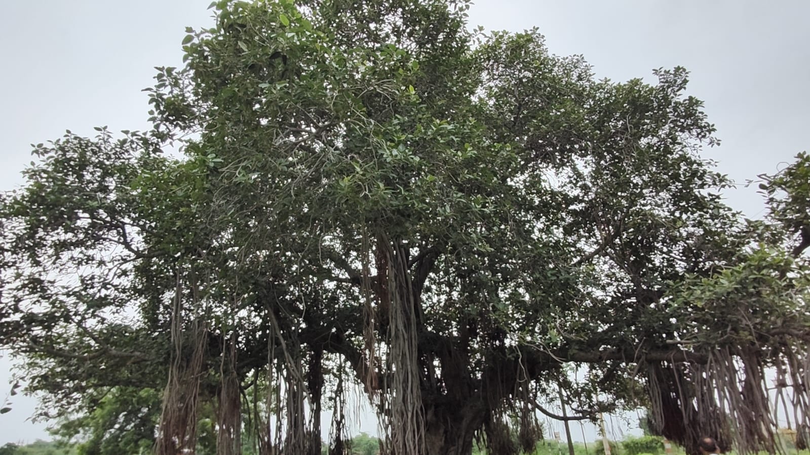 अति प्राचीन तक्षक नाग मंदिर का है विशेष महत्व अति प्राचीन तक्षक नाग मंदिर का है विशेष महत्व