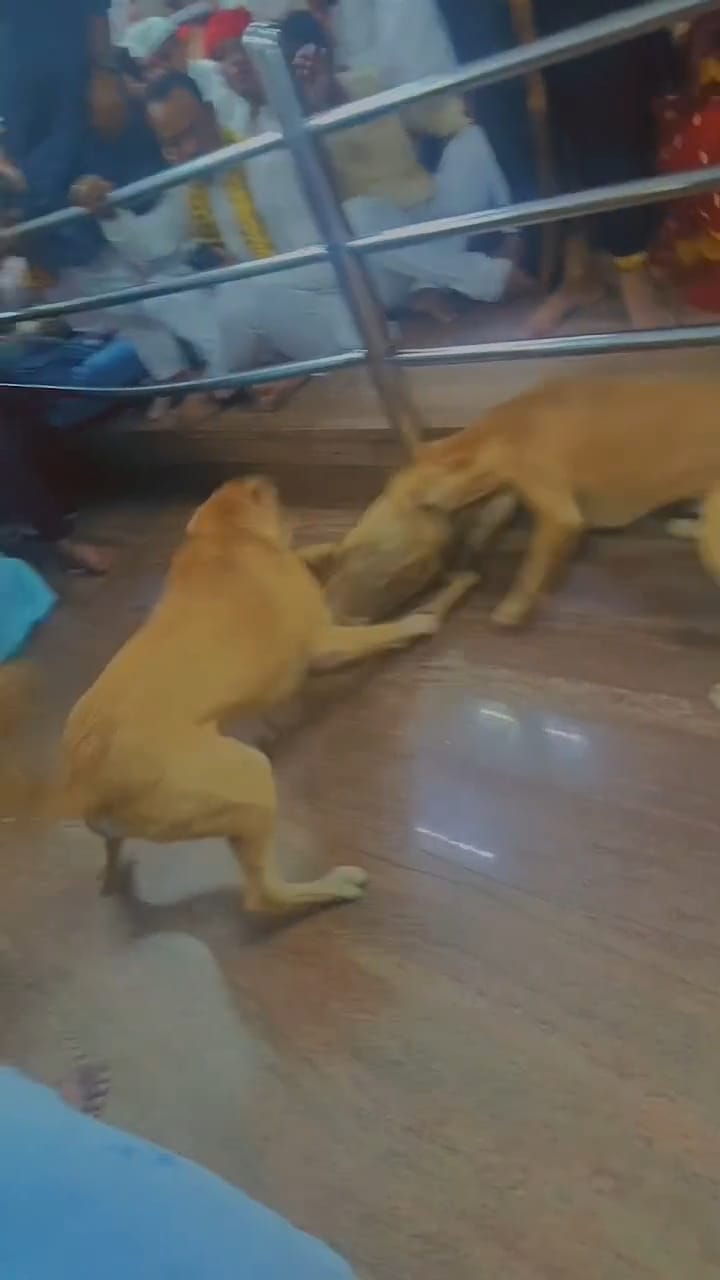 भस्मारती मे महाकाल मंदिर के गणेश मंडपम तक पहुंचे 3 कुत्ते... भस्मारती मे महाकाल मंदिर के गणेश मंडपम तक पहुंचे 3 कुत्ते...