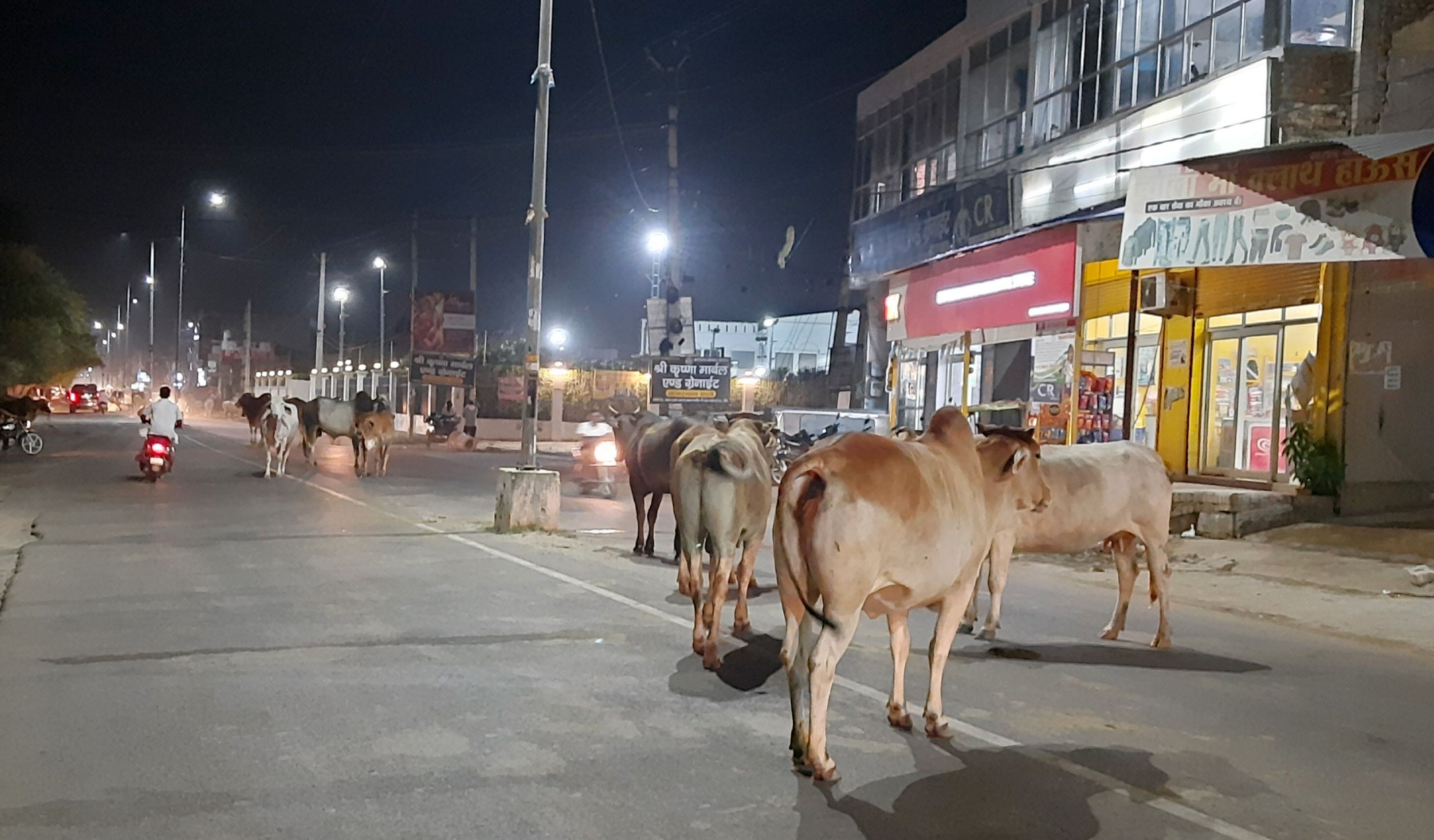 22जेएनडी01-सफीदों रोड पर रात को डेरा डाले हुए गोवंश। संवाद