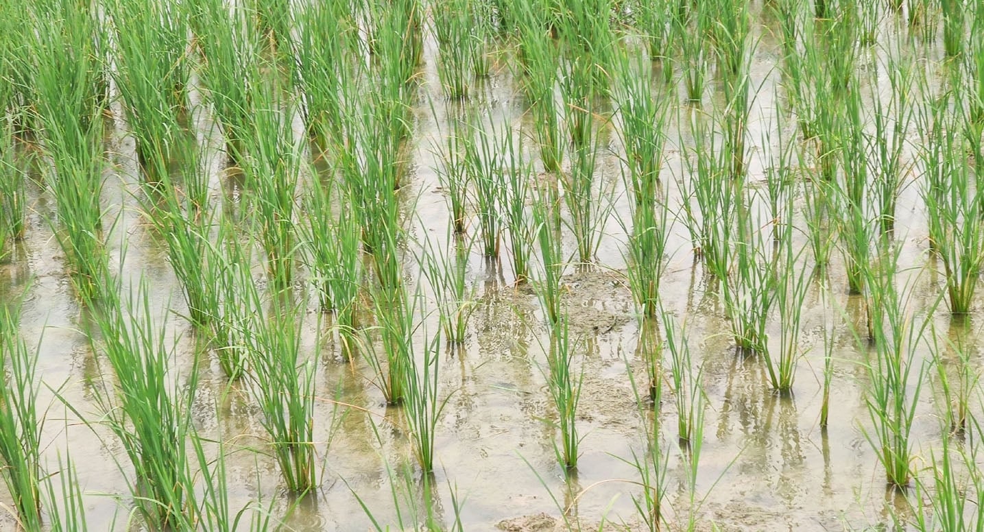 29जेएनडी15: बारिश के बाद धान फसल में खड़ा पानी। संवाद
