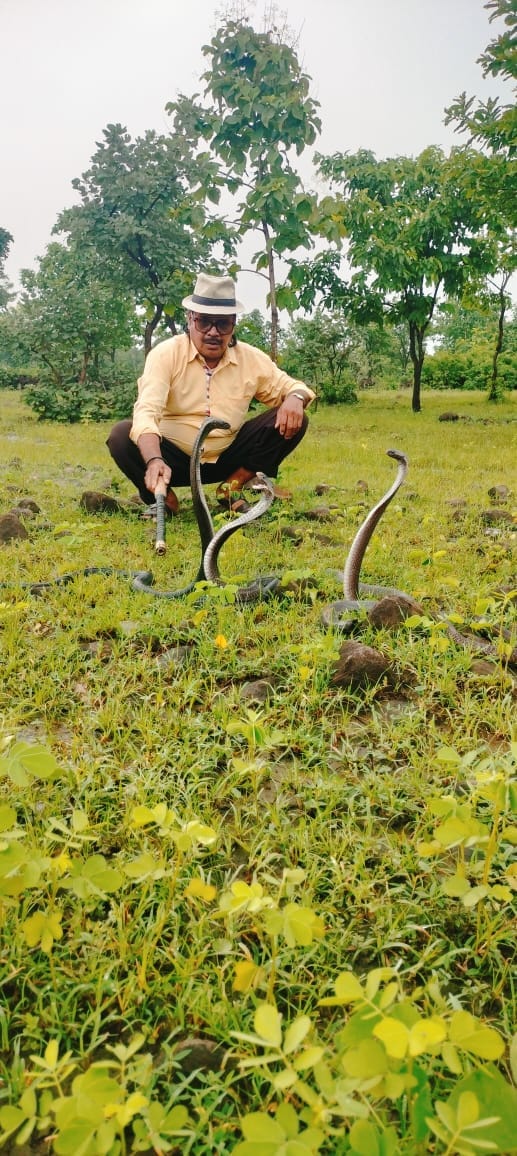 सागर पकड़े गए सांपो को जंगल मैं छोड़ता स्नेक कैचर ...live video..