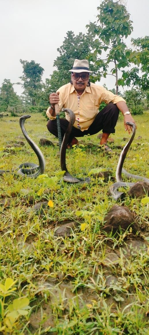 सागर पकड़े गए सांपो को जंगल मैं छोड़ता स्नेक कैचर ...live video..