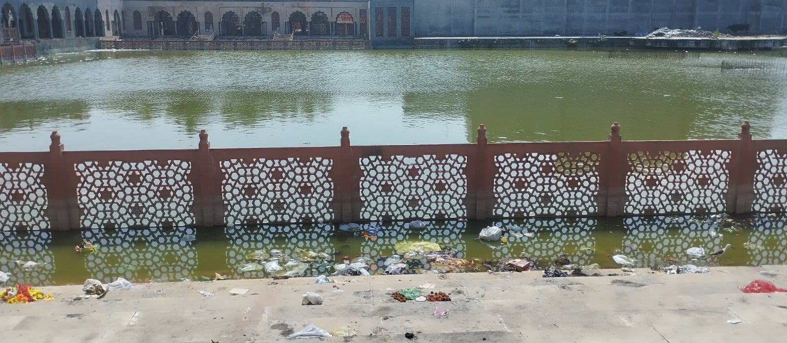 शहर के नौरंगराय तालाब में फैली गंदगी। शहर के नौरंगराय तालाब में फैली गंदगी।
