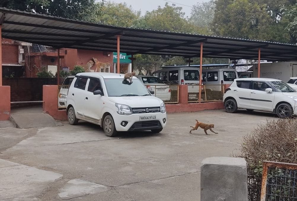 03जेएनडी32 : नागरिक अस्पताल में खड़ी गाड़ियों पर चढ़े बंदर। संवाद 03जेएनडी32 : नागरिक अस्पताल में खड़ी गाड़ियों पर चढ़े बंदर। संवाद