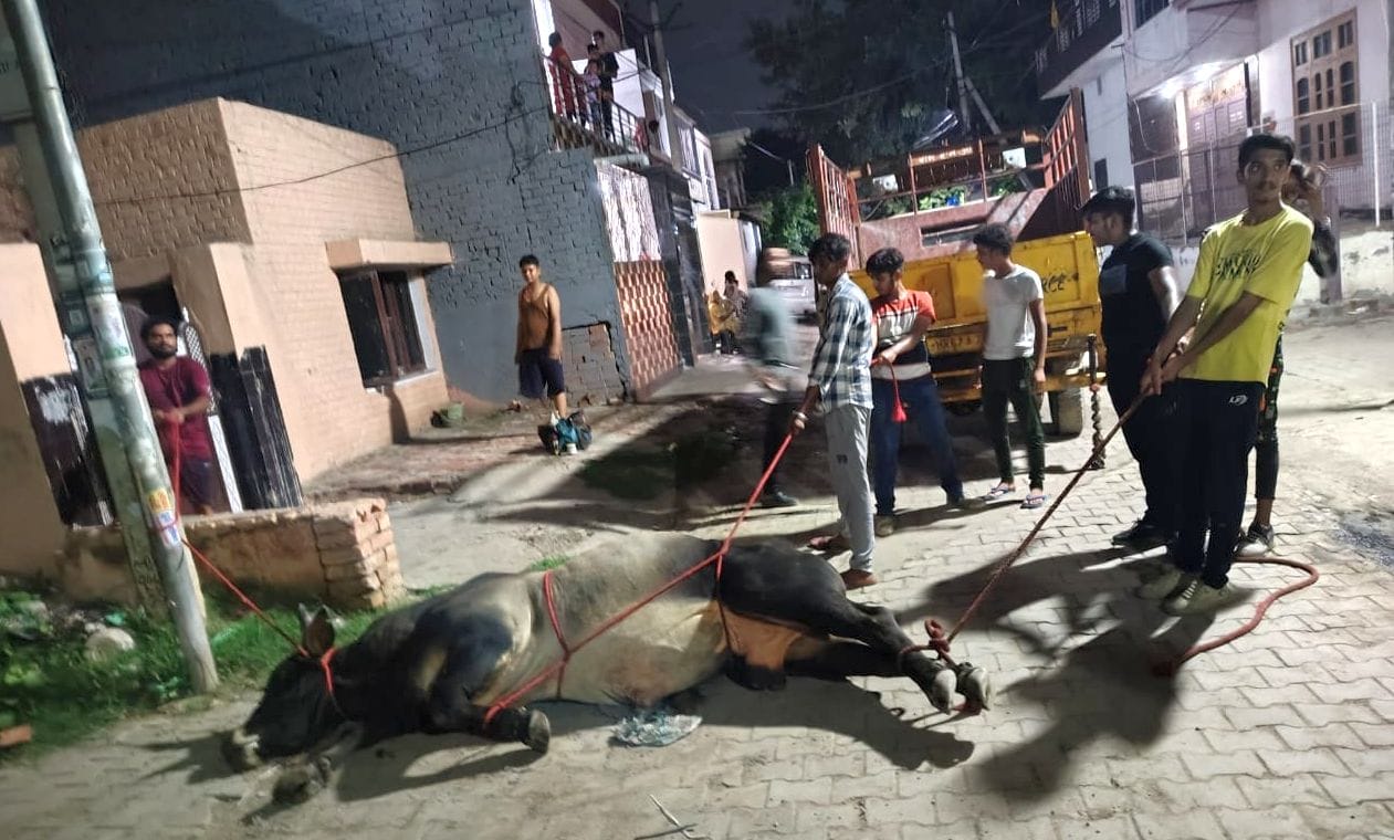 05जेएनडी09-शहर में हादसे के बाद घायल पशु का इलाज करते गो सेवा दल के सदस्य। संवाद 05जेएनडी09-शहर में हादसे के बाद घायल पशु का इलाज करते गो सेवा दल के सदस्य। संवाद