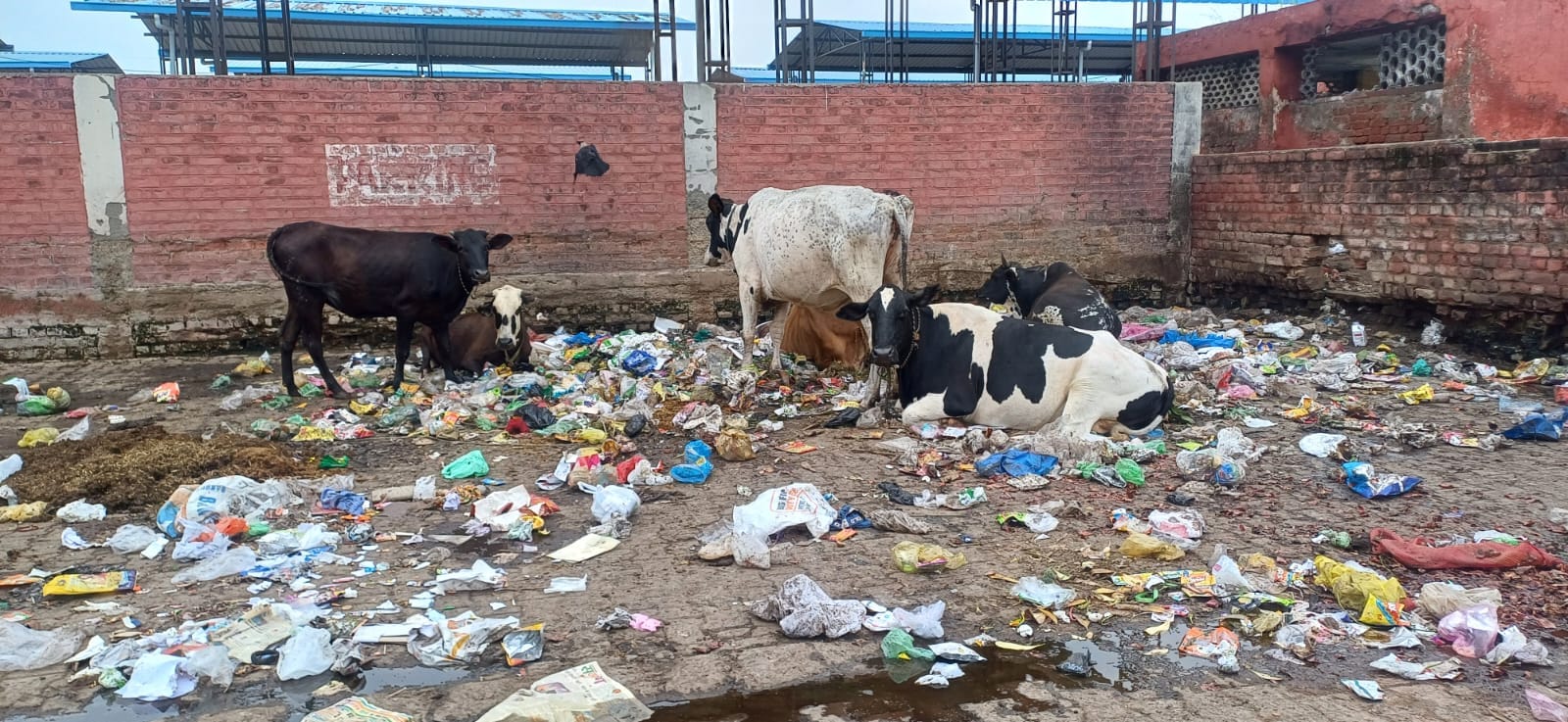 अंबाला छावनी स्थित दीना की मंडी स्थित सब्जी मंडी में पसरी गंदगी।