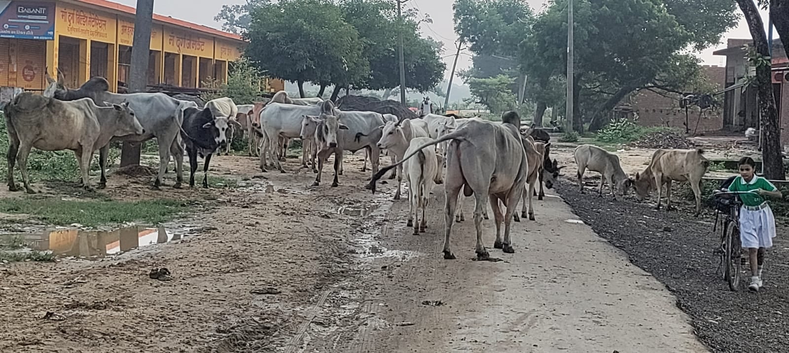 कांट के पिपरौला गांव के पास स्टेट हाईवे पर घूमता गोवंशीय पशुओं का झुंड। संवाद