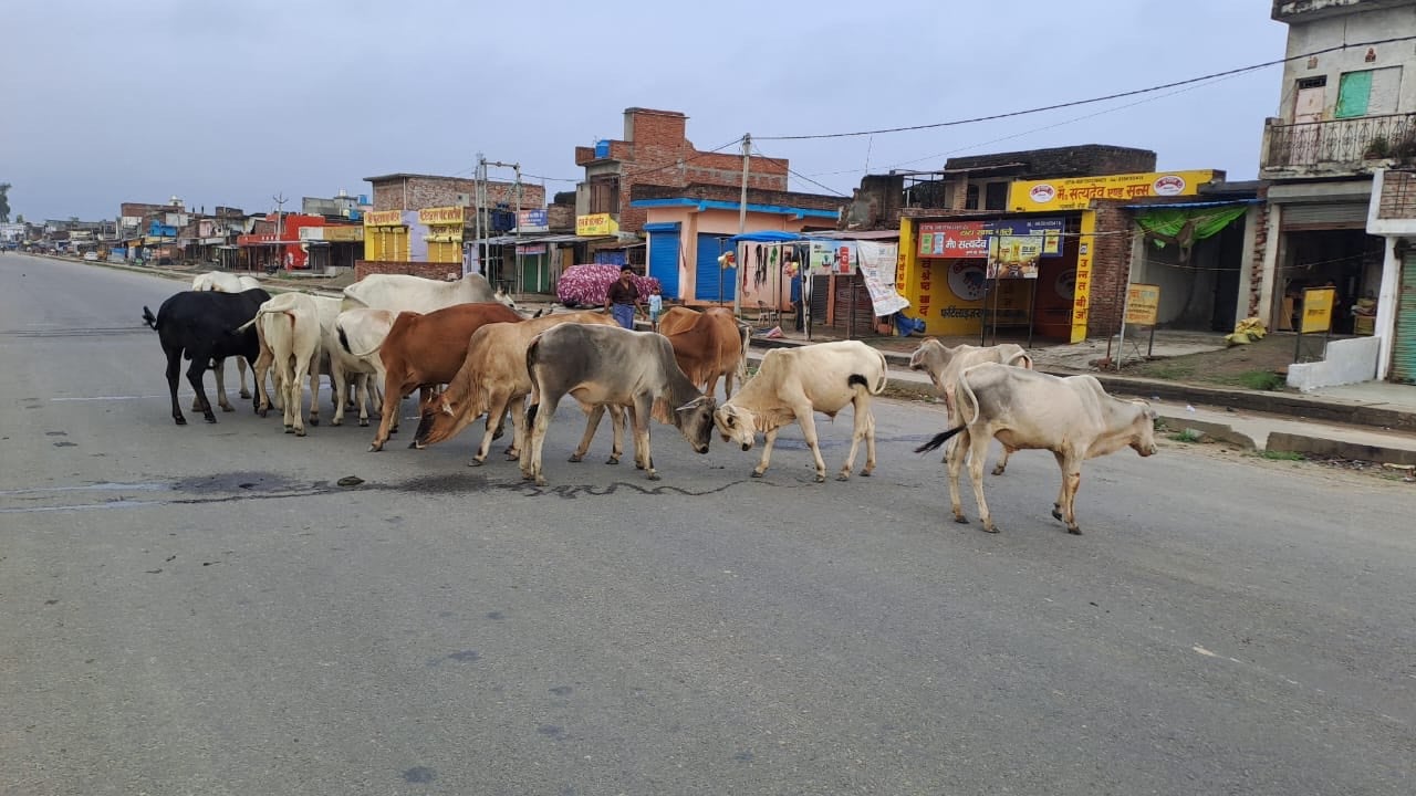कांट के पिपरौला गांव के पास स्टेट हाईवे पर घूमता गोवंशीय पशुओं का झुंड। संवाद