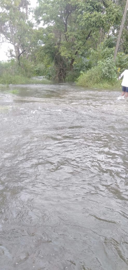 फोटो:-2बीसलपुर के अमरा करोड़ में गिरी गन्ने की फसल। संवाद फोटो:-2बीसलपुर के अमरा करोड़ में गिरी गन्ने की फसल। संवाद