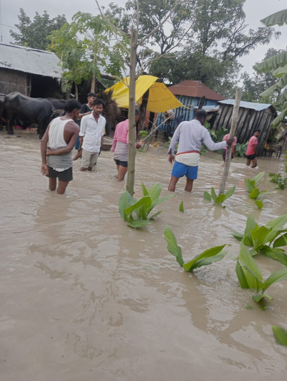 फोटो:-2बीसलपुर के अमरा करोड़ में गिरी गन्ने की फसल। संवाद फोटो:-2बीसलपुर के अमरा करोड़ में गिरी गन्ने की फसल। संवाद