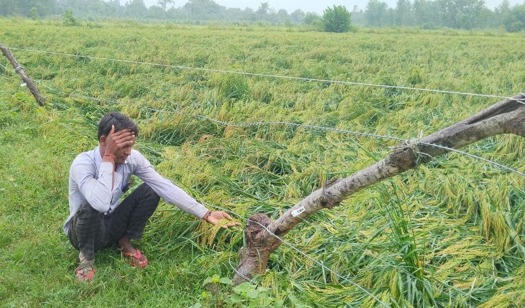 खुटार क्षेत्र में गिरे गन्ने को देखता किसान। संवाद