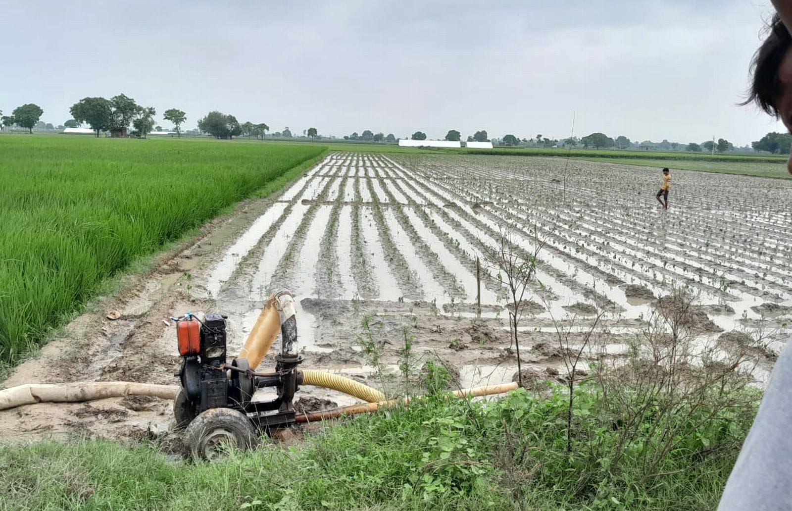 रिसौली क्षेत्र में बारिश से खेत में बिछी धान की फसल। संवाद रिसौली क्षेत्र में बारिश से खेत में बिछी धान की फसल। संवाद