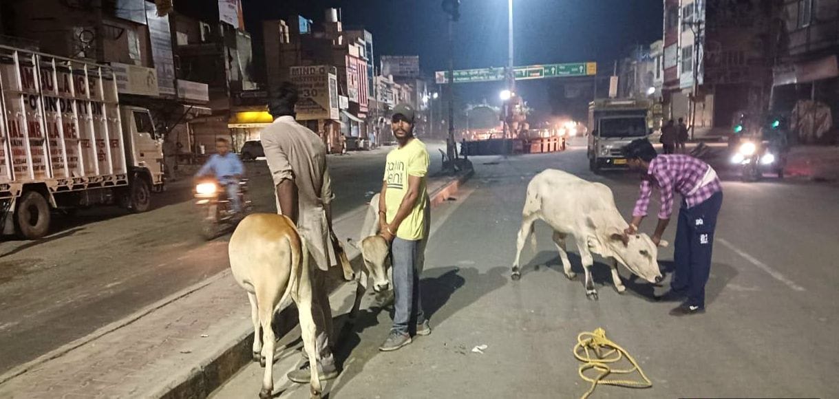 15जेएनडी01-शहर के पटियाला चौक पर गोवंश को पकड़े ठेकेदार के कर्मचारी। संवाद 15जेएनडी01-शहर के पटियाला चौक पर गोवंश को पकड़े ठेकेदार के कर्मचारी। संवाद