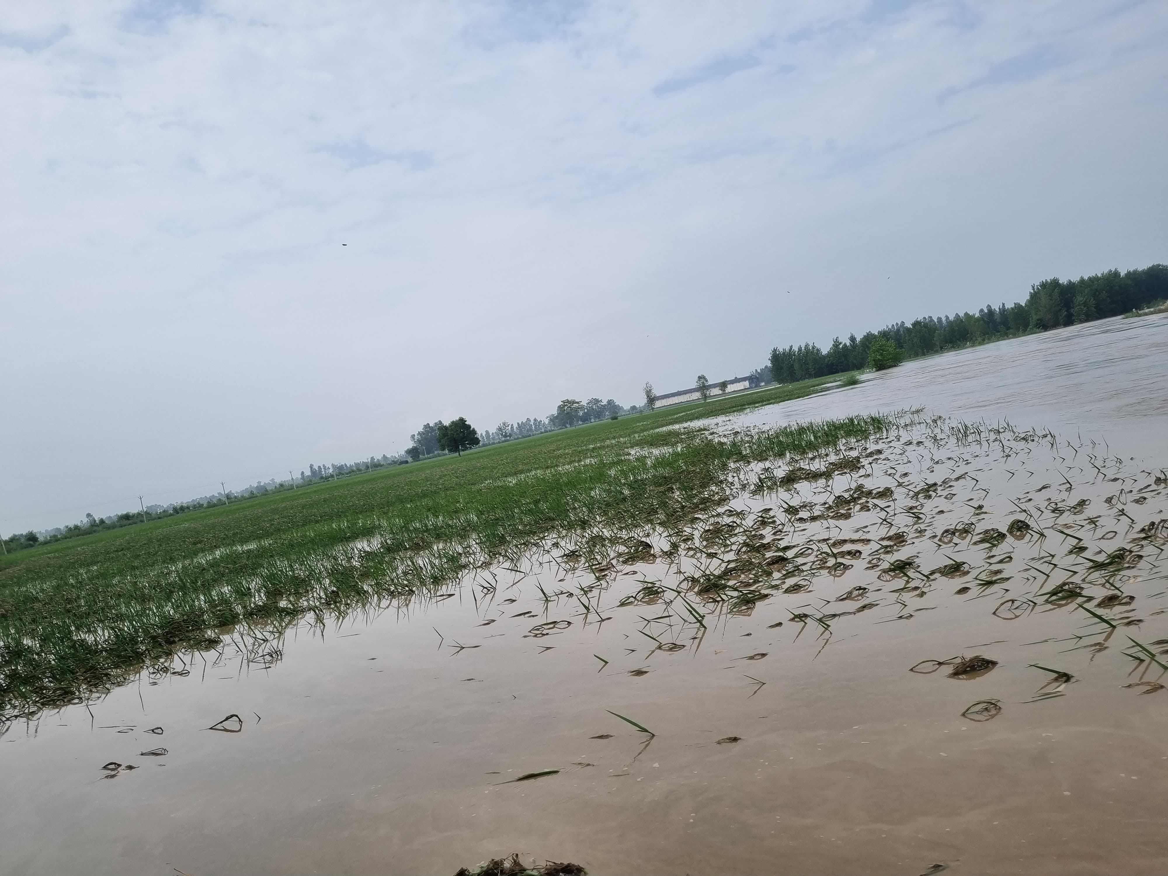 बैलगाड़ी से चारा लाते हुये किसान बैलगाड़ी से चारा लाते हुये किसान