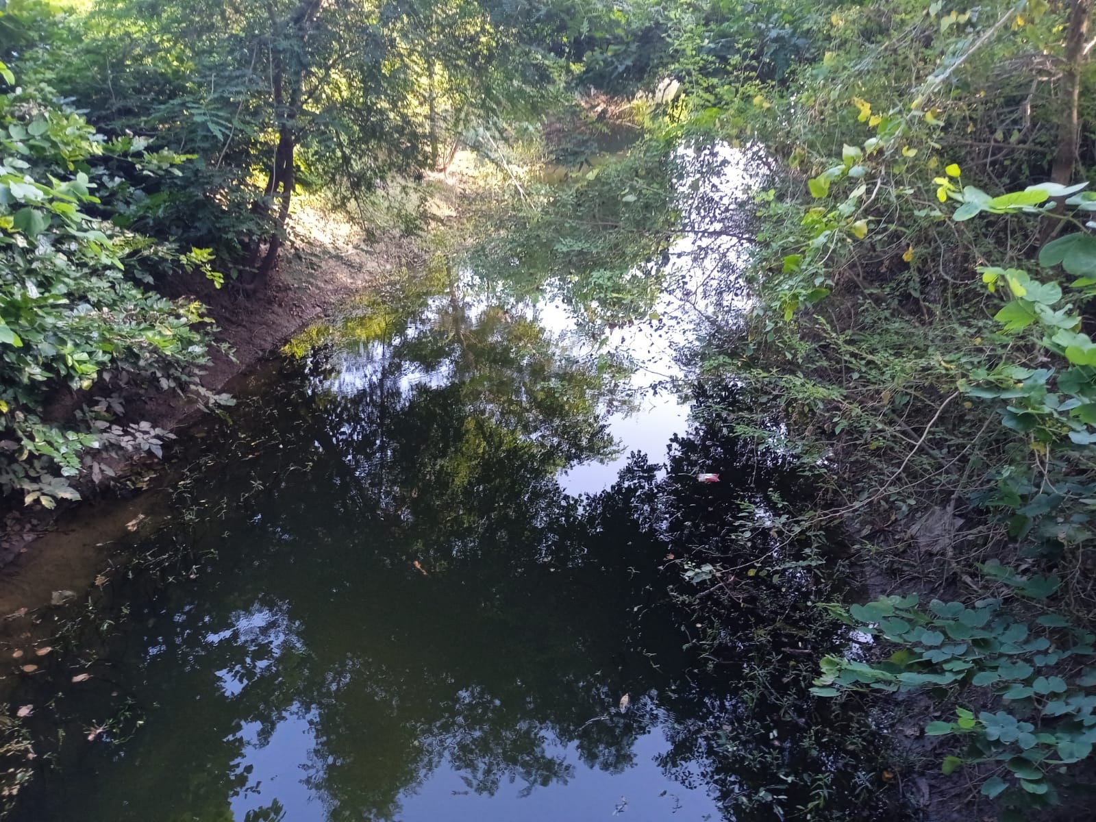 गोमती उद्गम स्थल पर उगी झाड़ियां। संवाद गोमती उद्गम स्थल पर उगी झाड़ियां। संवाद