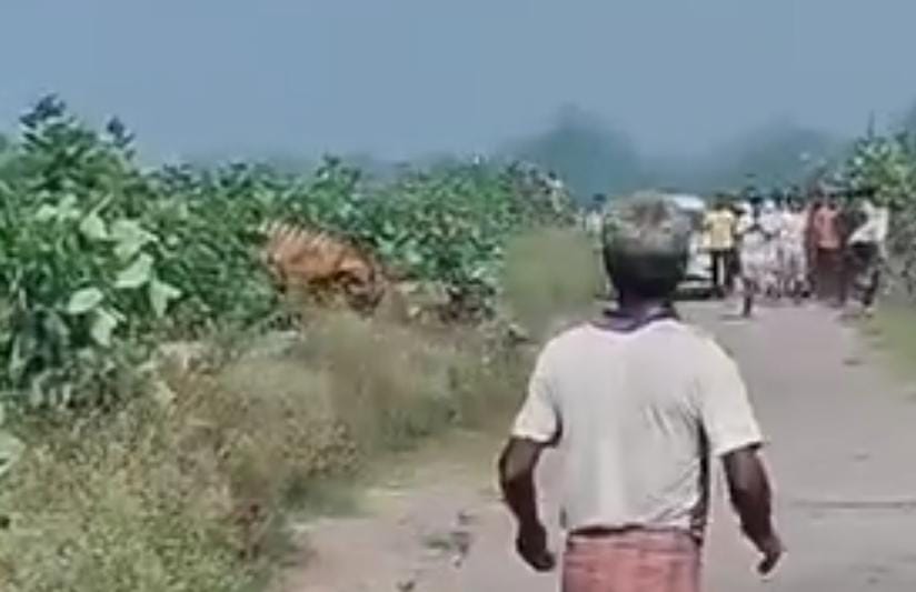 बाघ हमले में घायल सुजीत राय।स्रोत:ग्रामीण बाघ हमले में घायल सुजीत राय।स्रोत:ग्रामीण