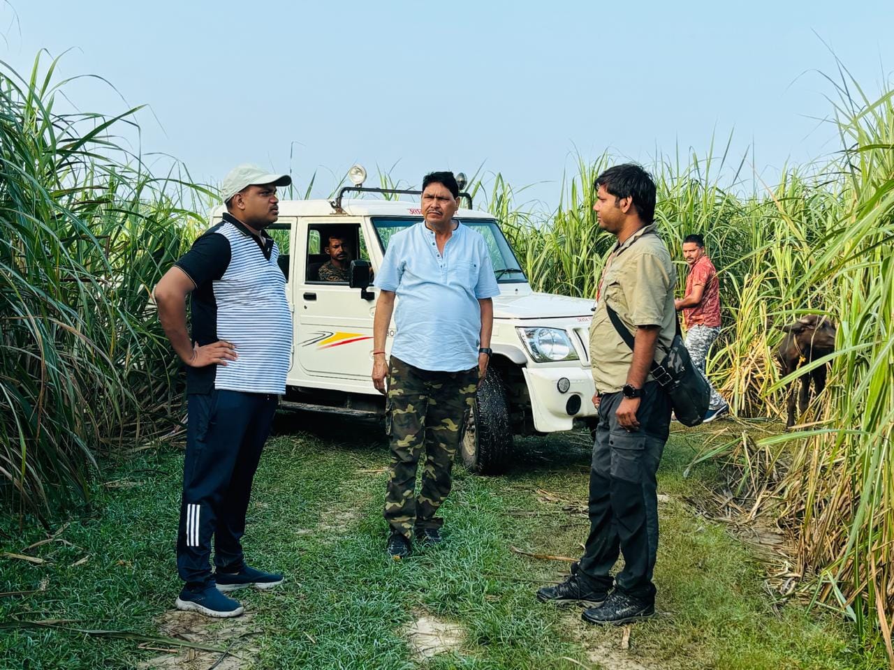 सेमरी गांव में केले के खेत में शावक सहित बैठा तेदुआ। संवाद सेमरी गांव में केले के खेत में शावक सहित बैठा तेदुआ। संवाद
