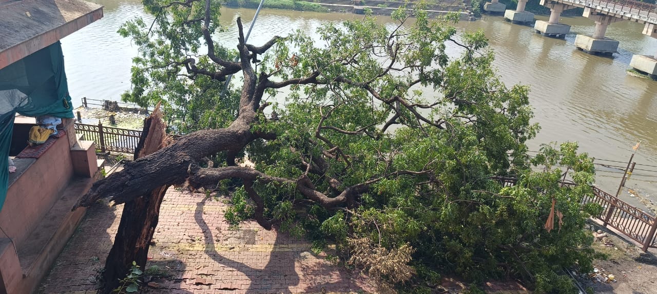 वाह रे नगर निगम....मंगलनाथ मंदिर परिसर मे सुबह गिरा था पेड़ 7 घंटे बाद भी पेड़ हटाने नहीं पहुंच वाह रे नगर निगम....मंगलनाथ मंदिर परिसर मे सुबह गिरा था पेड़ 7 घंटे बाद भी पेड़ हटाने नहीं पहुंच