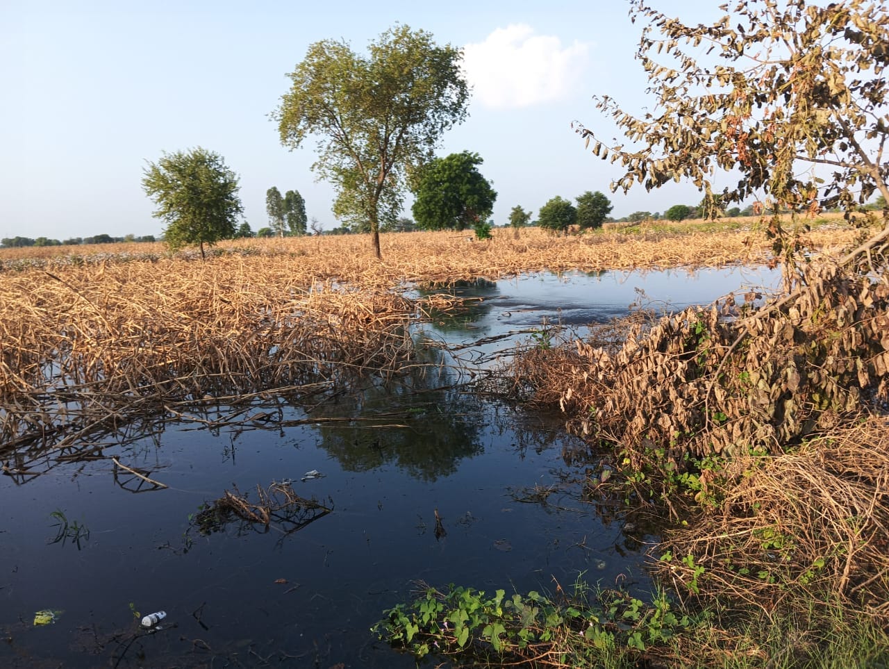 06jjrp04- झज्जर। गोरिया गांव के खेतों में भरा पानी। संवाद 06jjrp04- झज्जर। गोरिया गांव के खेतों में भरा पानी। संवाद