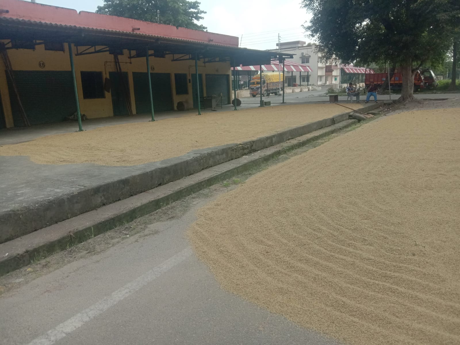 पूरनपुर मंडी समिति में धान खरीद केंद्र पर पड़ा सन्नाटा।संवाद पूरनपुर मंडी समिति में धान खरीद केंद्र पर पड़ा सन्नाटा।संवाद