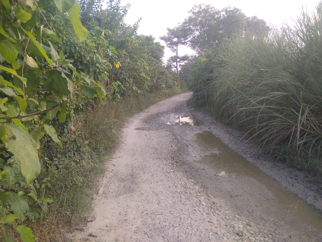 तिकुनिया मझरा खैरेटिया का बदहाल मार्ग। संवाद तिकुनिया मझरा खैरेटिया का बदहाल मार्ग। संवाद
