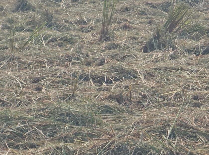 धान के खेत में घायल पड़ा तेंदुआ शावक। स्त्रोत-सोशल मीडिया। धान के खेत में घायल पड़ा तेंदुआ शावक। स्त्रोत-सोशल मीडिया।