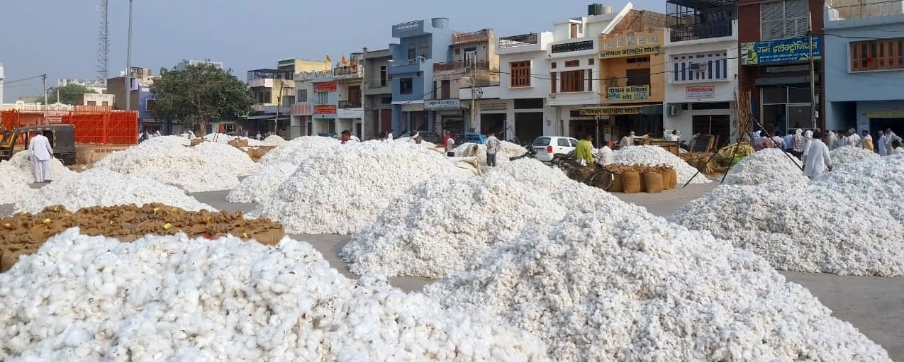 24जेएनडी03: मंडी में आई कपास की फसल। संवाद 24जेएनडी03: मंडी में आई कपास की फसल। संवाद