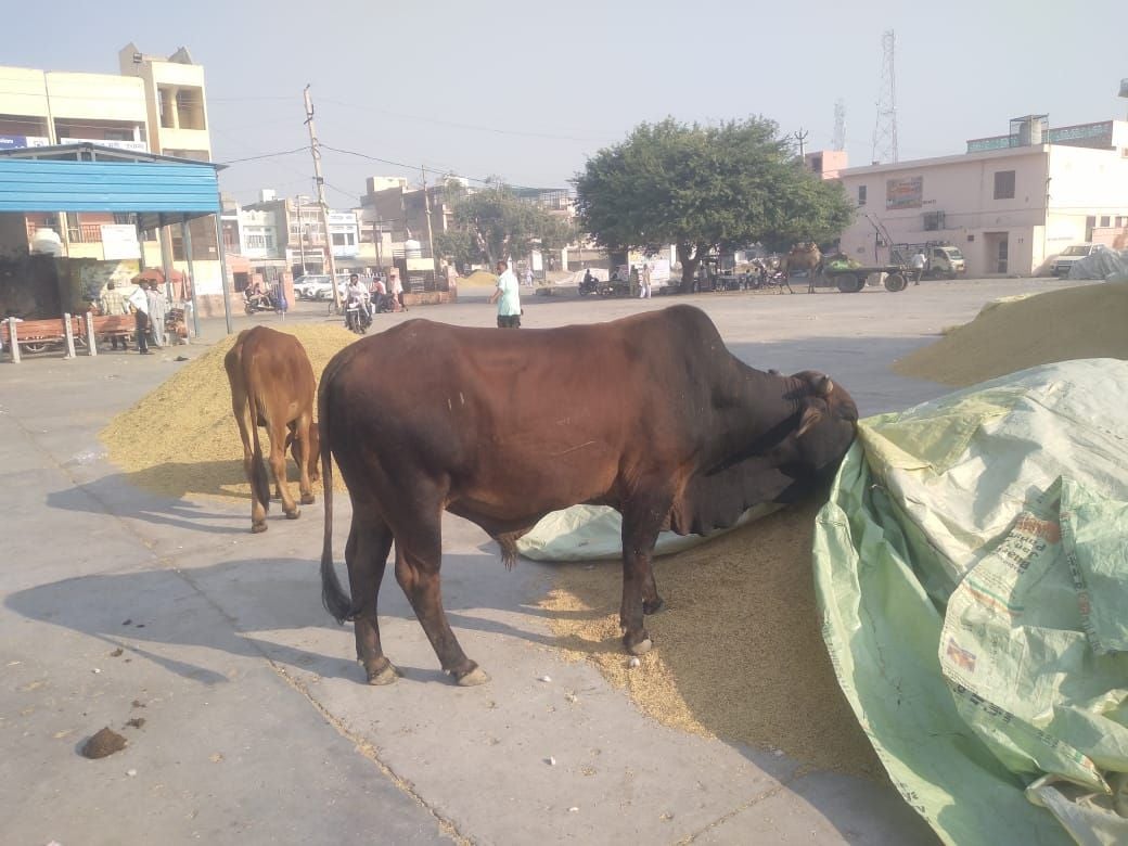24जेएनडी35: उचाना अनाजमंडी में धान की ढेरी पर लेटकर बेसहारा पशुओं से सुरक्षा करता किसान। संवाद 24जेएनडी35: उचाना अनाजमंडी में धान की ढेरी पर लेटकर बेसहारा पशुओं से सुरक्षा करता किसान। संवाद